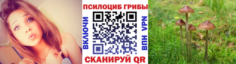 Купить  Балахна  Псилоцибиновые грибы MAGIC MUSHROOMS 